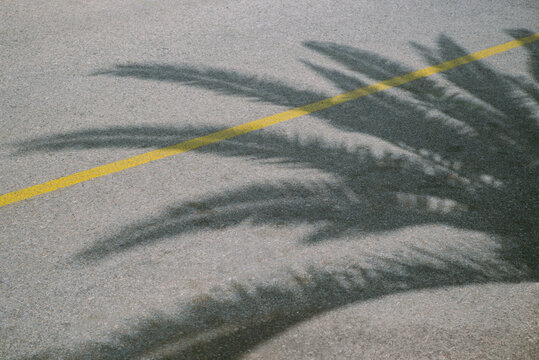 Palm tree shadow