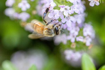 春の花と蜜蜂