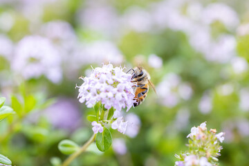 春の花と蜜蜂
