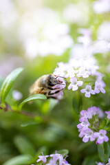 春の花と蜜蜂