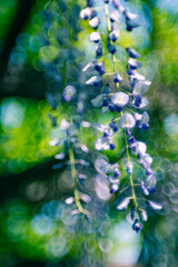 藤の花