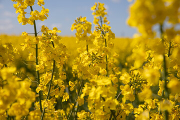 Obraz premium The beautiful spring landscape in Fredericia, Denmark