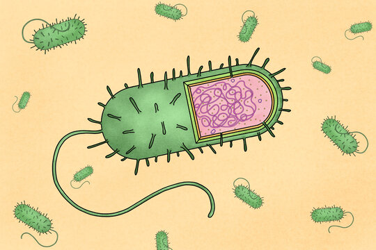 Prokaryotic cells illustration