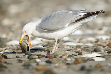 Herring Gull