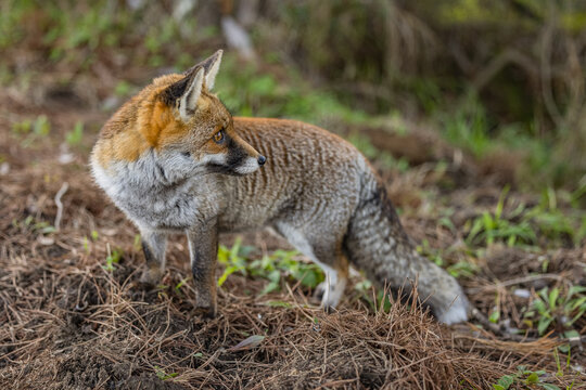 Young and confident fox begging for food