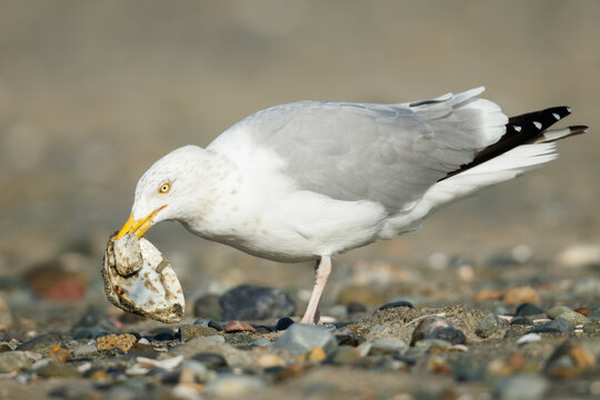 Herring Gull