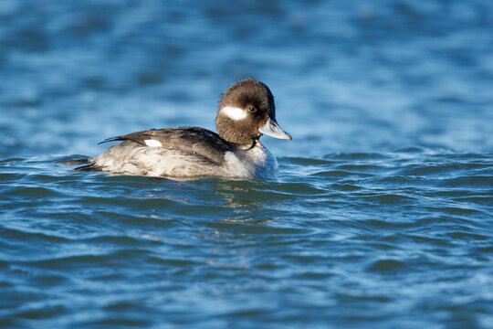 Bufflehead Duck