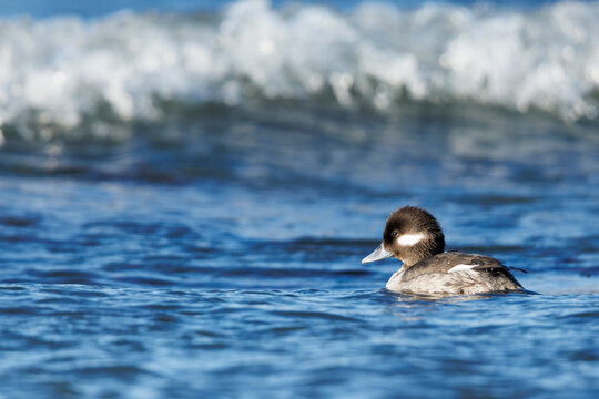 Bufflehead