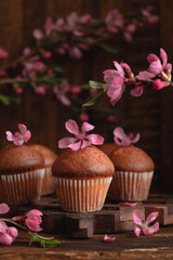 Fresh baked chocolate muffins with pink almond flower on a dark wooden background.
