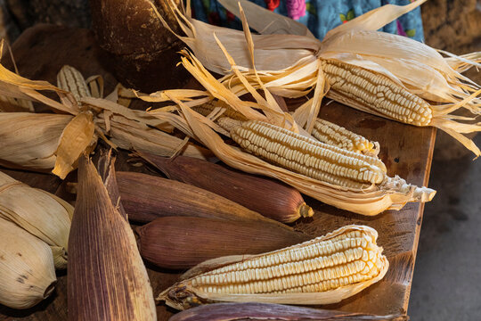 White corns cobs with their leaves on a wooden table 
