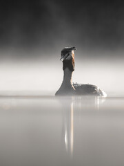 Haubentaucher (Podiceps cristatus) auf einem Fluss mit Nebel