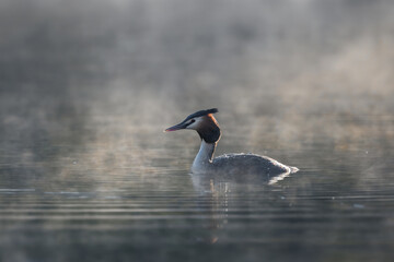 Haubentaucher (Podiceps cristatus) auf einem Fluss mit Nebel