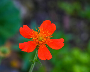 Scarlet Avens (Geum coccineum) close-up of flowers. Botanical garden kit, Karlsruhe, Baden...