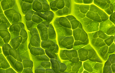 Savoy cabbage H 1 closeup macro leaf patterns in green