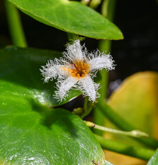 Blossom of Humboldts water fringe (Nymphoides humboldtiana) in a pond. Botanical Garden, KIT,...