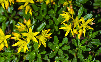 Kamschatka Stonecrop (Sedum kamtschaticum), Baden Wuettemberg, Germany, Europe