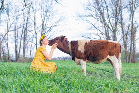 Girl with a small cow in the meadow. Holy animal cow.
