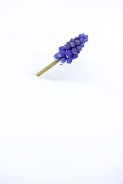 Grape hyacinth in snow