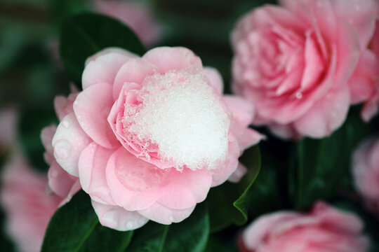 Camellia flowers covered with snow