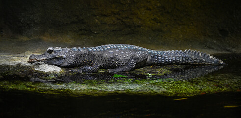 Dwarf-Crocodile-(Osteolaemus-letraspis)