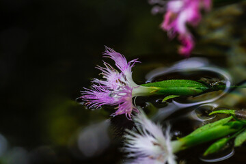 東京赤坂にある氷川神社の手水舎に飾られた生け花