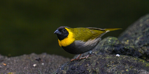 Cuban grassquit (Tiaris canorus)
