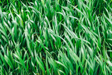 Green grass lawn young wheat big field, close-up