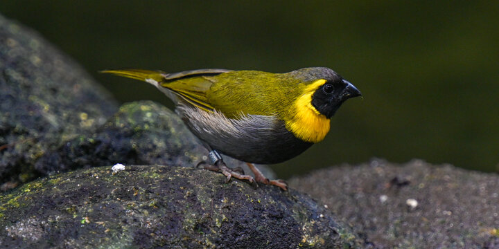 Cuban grassquit (Tiaris canorus)