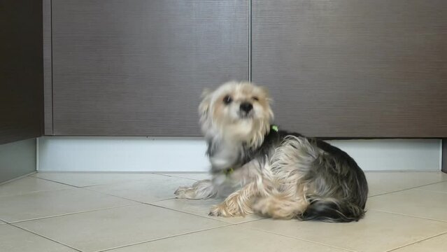 Mixed breed Morkie dog scratching intensively while lying down on kitchen floor, 4k resolution