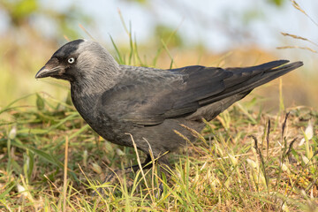 Dohle (Corvus monedula) in einer Wiese