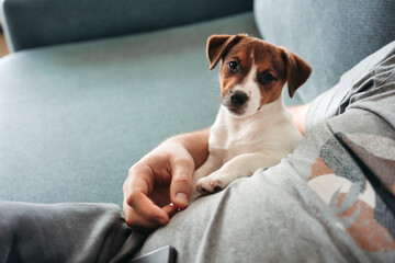 Cute puppy with faceless owner.