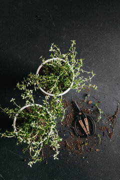 Potted Thyme