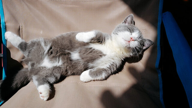 kitten resting in the sun