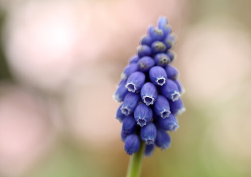 Grape hyacinth in early spring