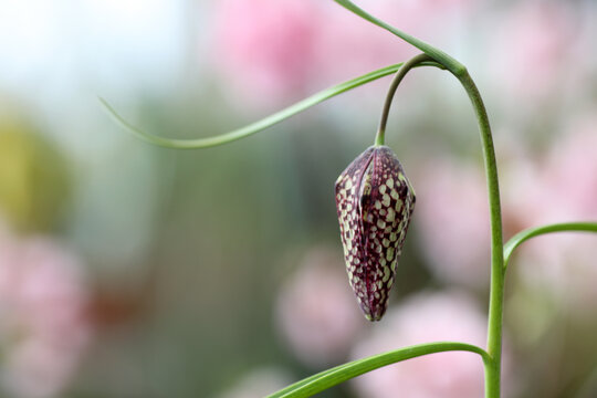 Fritillary flower in  a garden