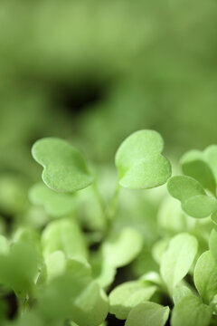 Fresh salad seedlings