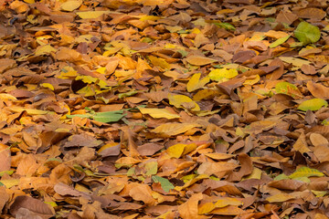 Fall leaves fallen on a pavement