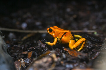 Golden poison dart frog (Phyllobates terribilis). Tropical frog living in South America.