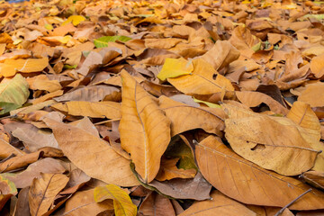 Fall leaves fallen on a pavement