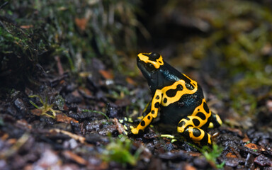 Yellow-banded poison dart frog or yellow-headed poison dart frog (Dendrobates leucomelas). Tropical...