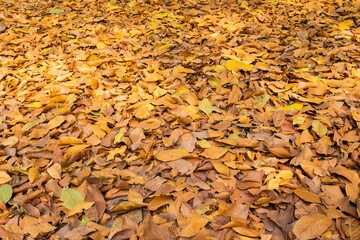 Fall leaves fallen on a pavement