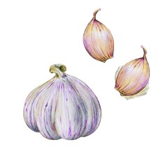 Set of botanical illustration isolated on a white background, garlic head and garlic cloves, hand-drawn, colored pencil