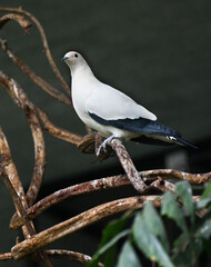 Pied Imperial Pigeon (Ducula bicolor), adult, sitting on a branch