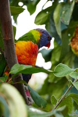 Rainbow lorikeet parrot sitting on a tree branch