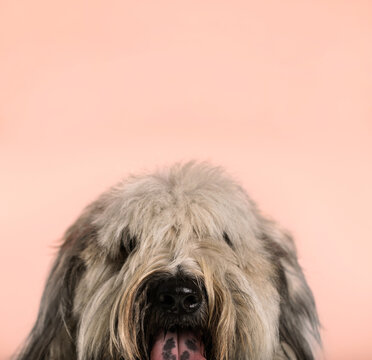 copy space studio dog portrait