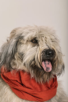 sheepdog portrait with orange scarf