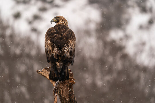 Golde Eagle Perched On Tree Stem Under A Snowfall  