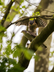 Sperber (Accipiter nisus) bei der Paarung auf einem Baum