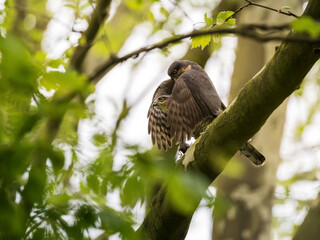 Sperber (Accipiter nisus) bei der Paarung auf einem Baum