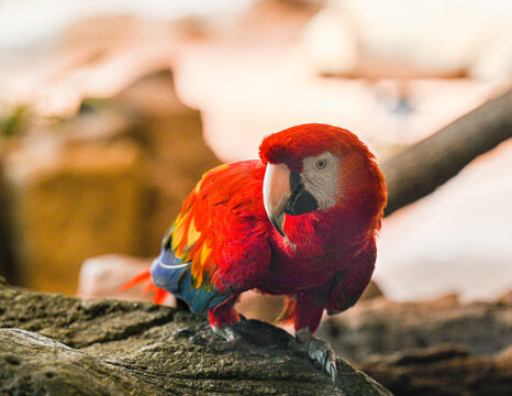 Carlet macaw (Ara macao) is a large, red, yellow and blue South American parrot